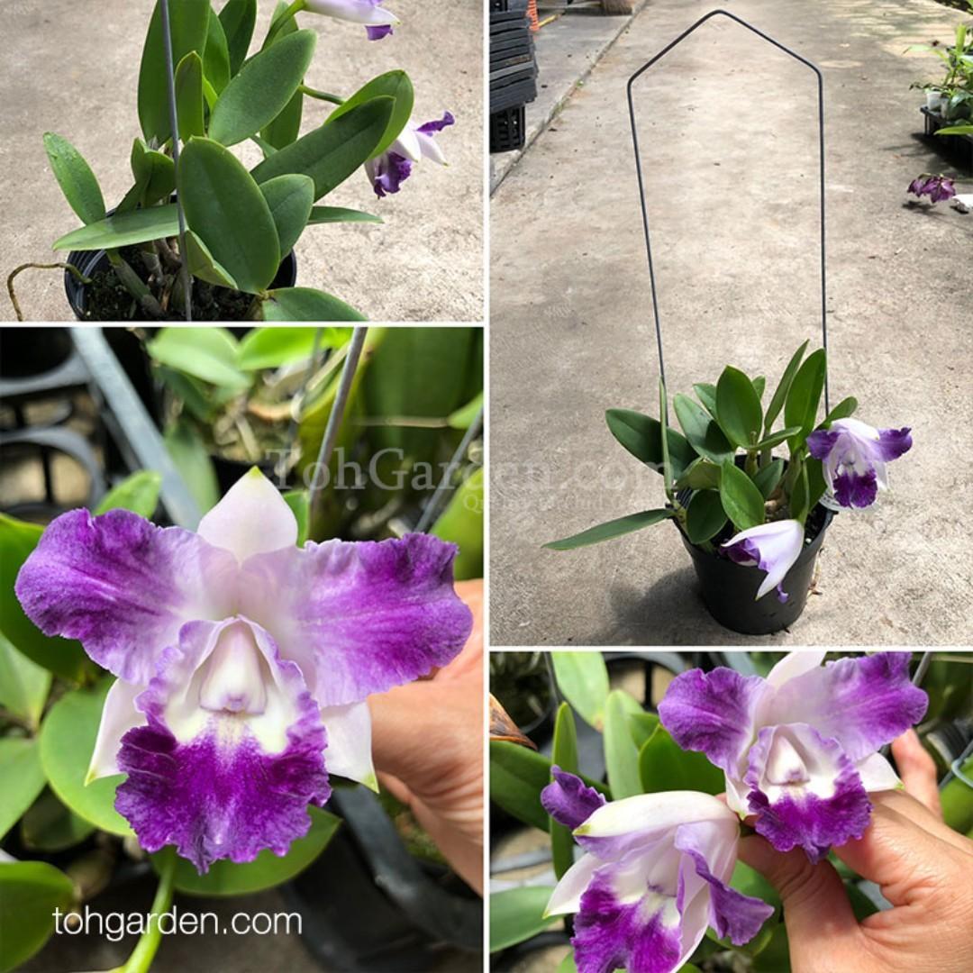 C. Cariad's Mini-Quine 'Angel Kiss'; Lc. Mini Purple x C. intermedia ...