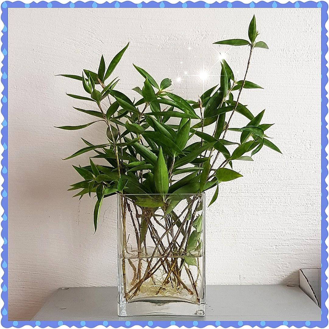 Japanese Bamboo Plants Gardening Pots Planters On Carousell