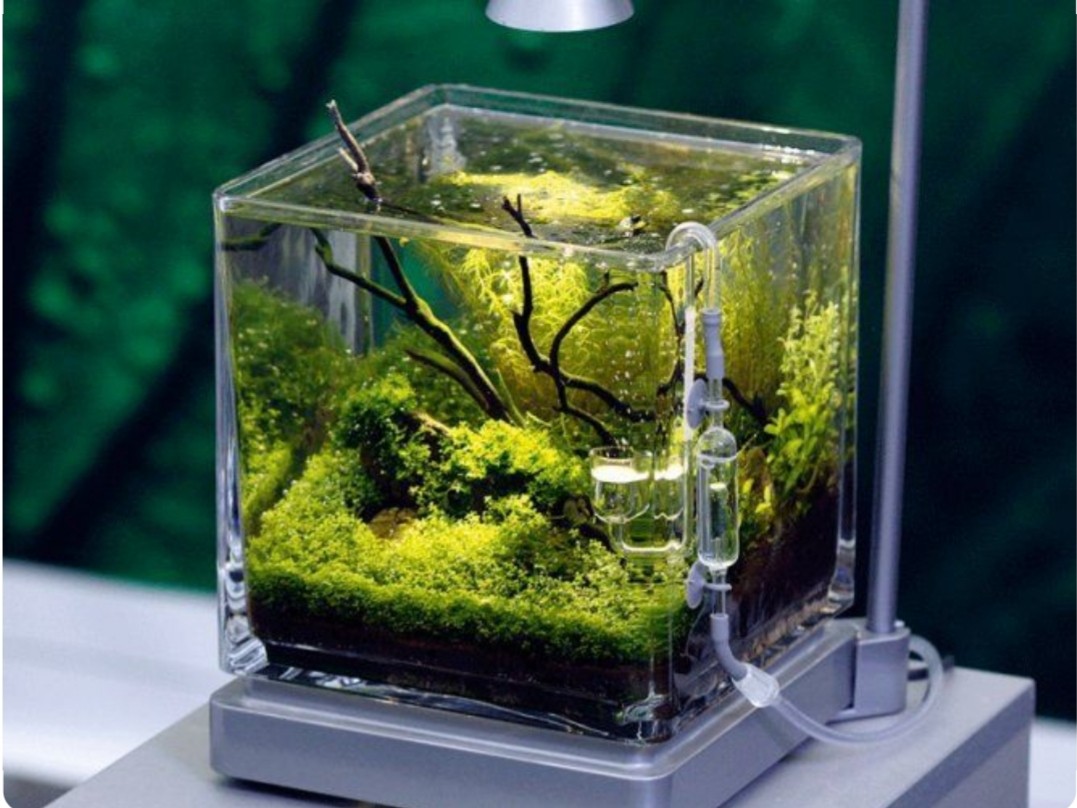 Shrimp betta tank top