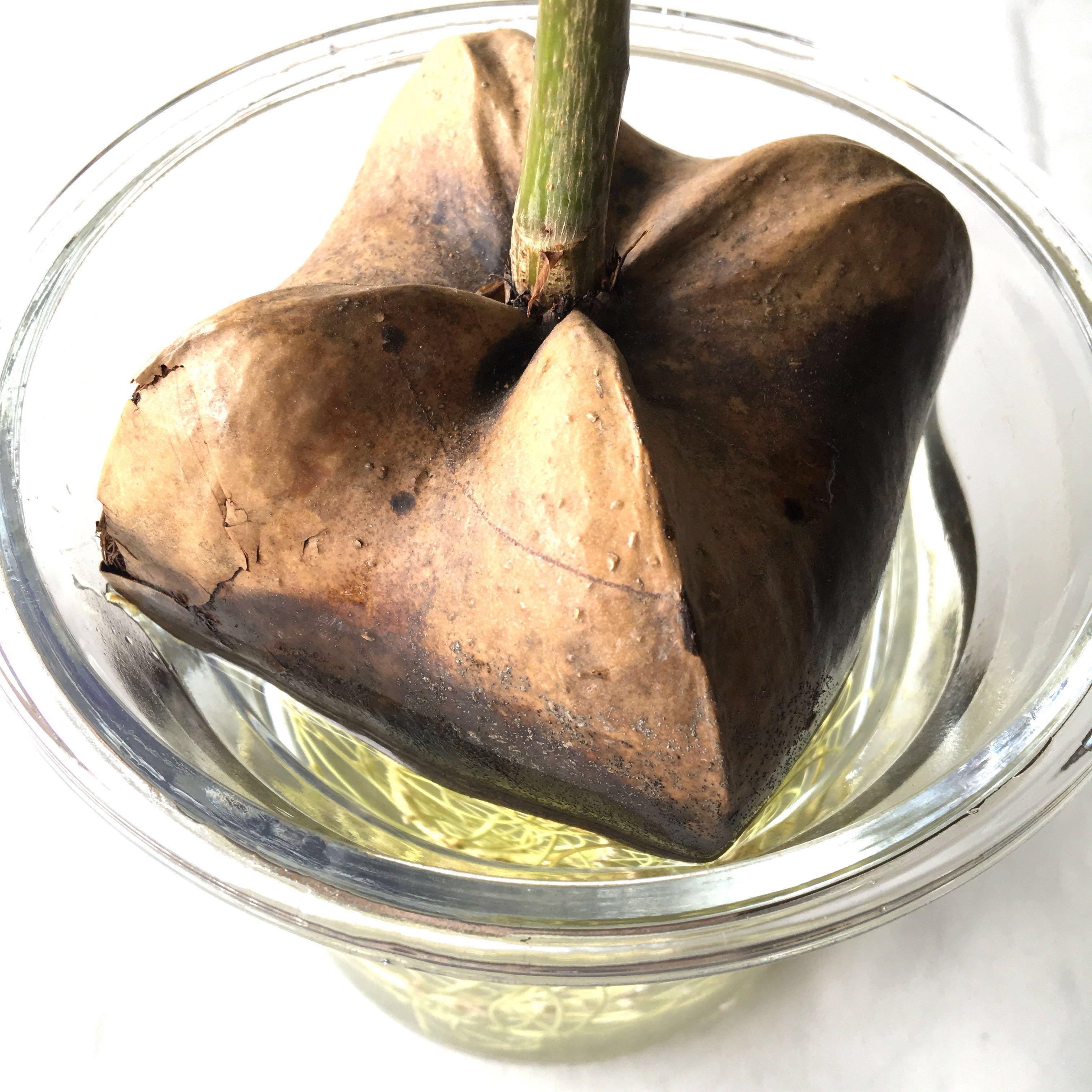 Plant - Barringtonia asiatica Box Fruit Tree Seedling Bonsai with Brand ...