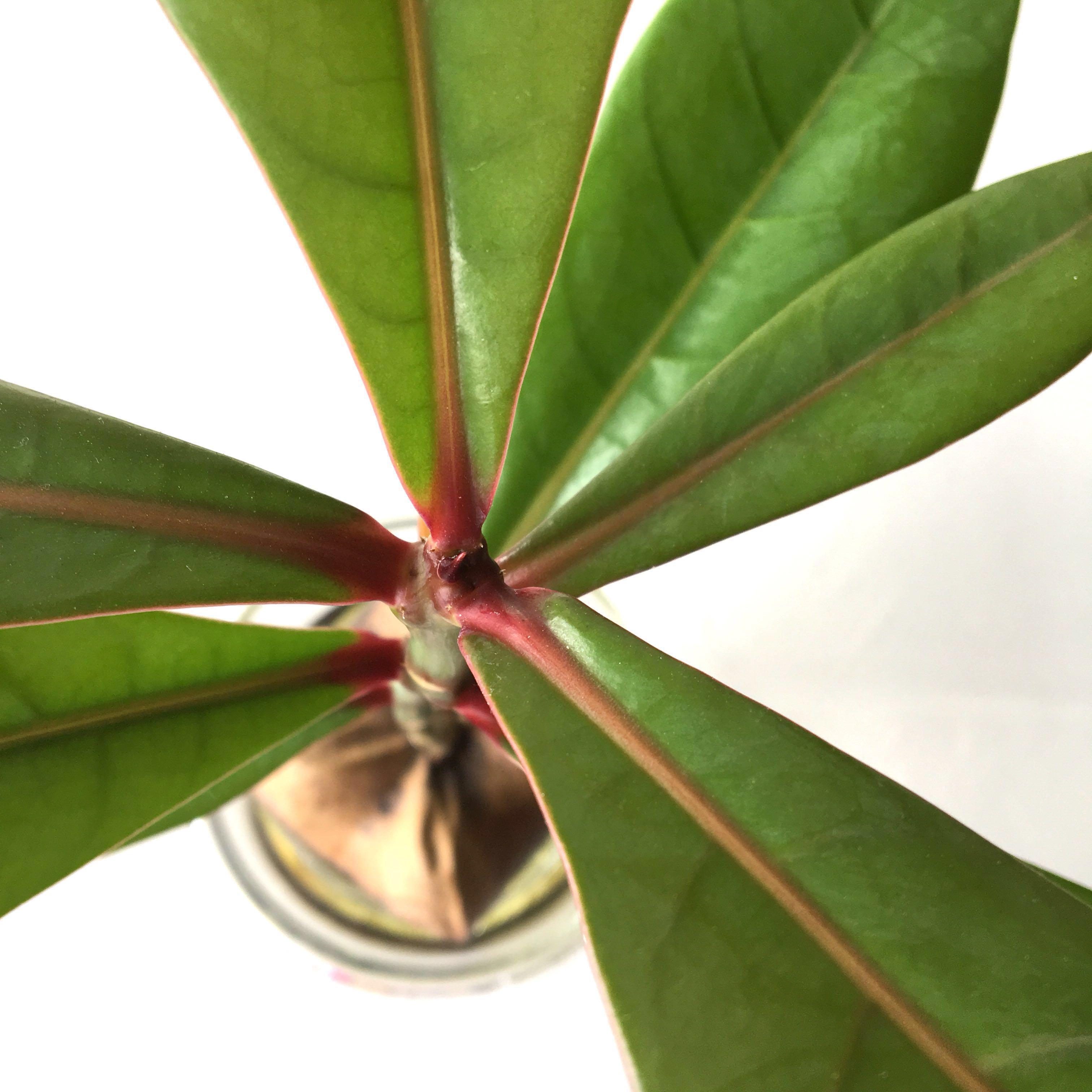 Plant - Barringtonia asiatica Box Fruit Tree Seedling Bonsai with Brand ...