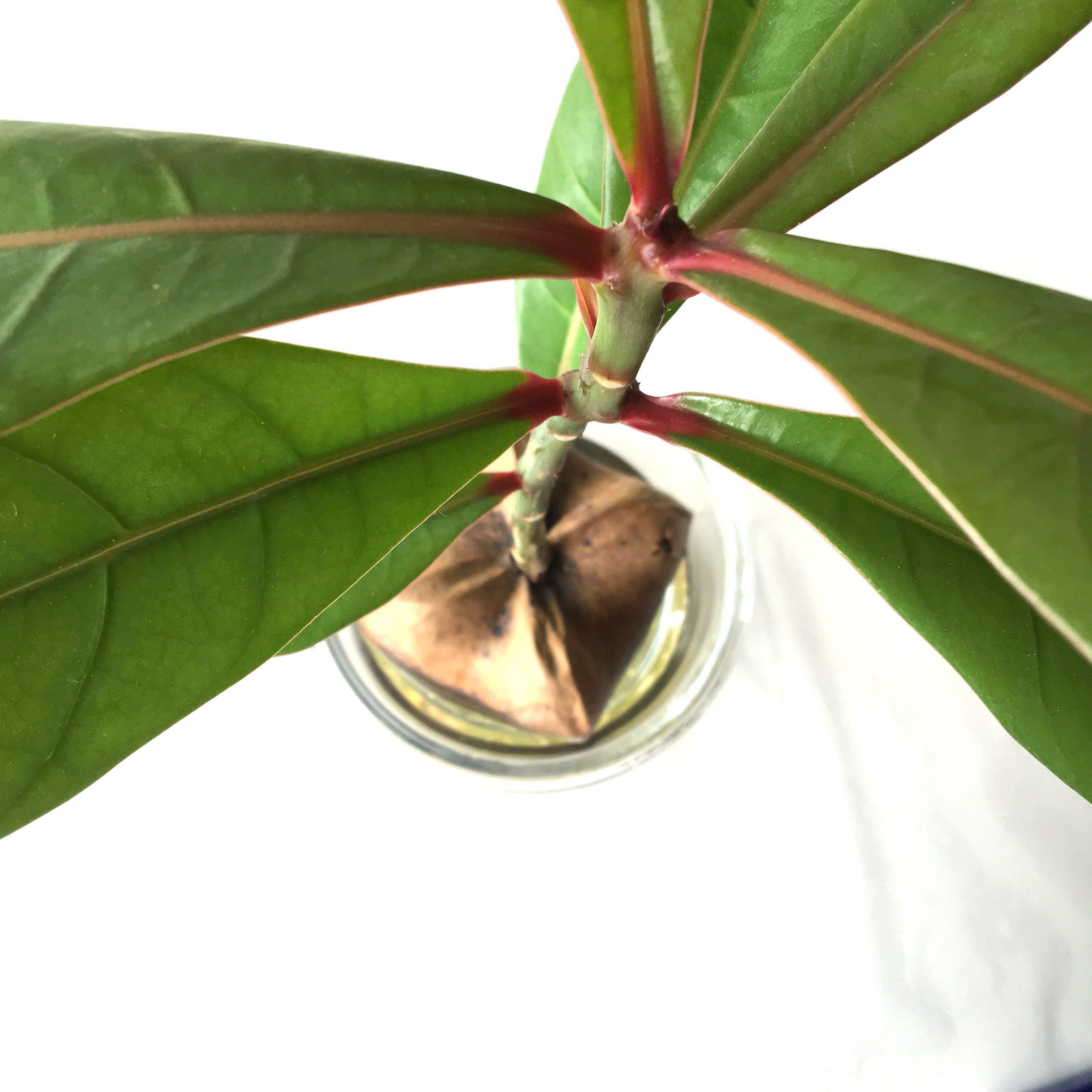 Plant - Barringtonia asiatica Box Fruit Tree Seedling Bonsai with Brand ...
