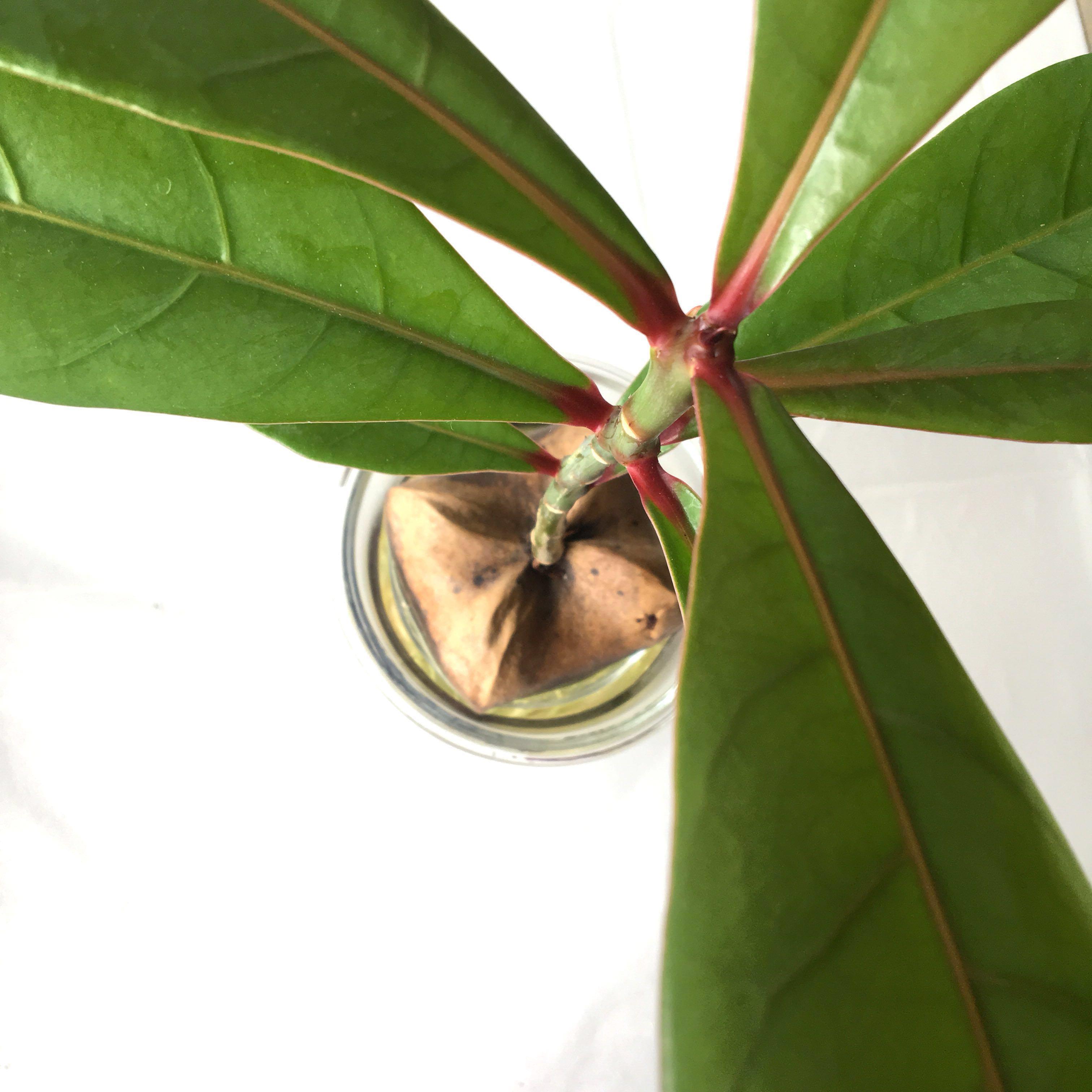 Plant - Barringtonia asiatica Box Fruit Tree Seedling Bonsai with Brand ...