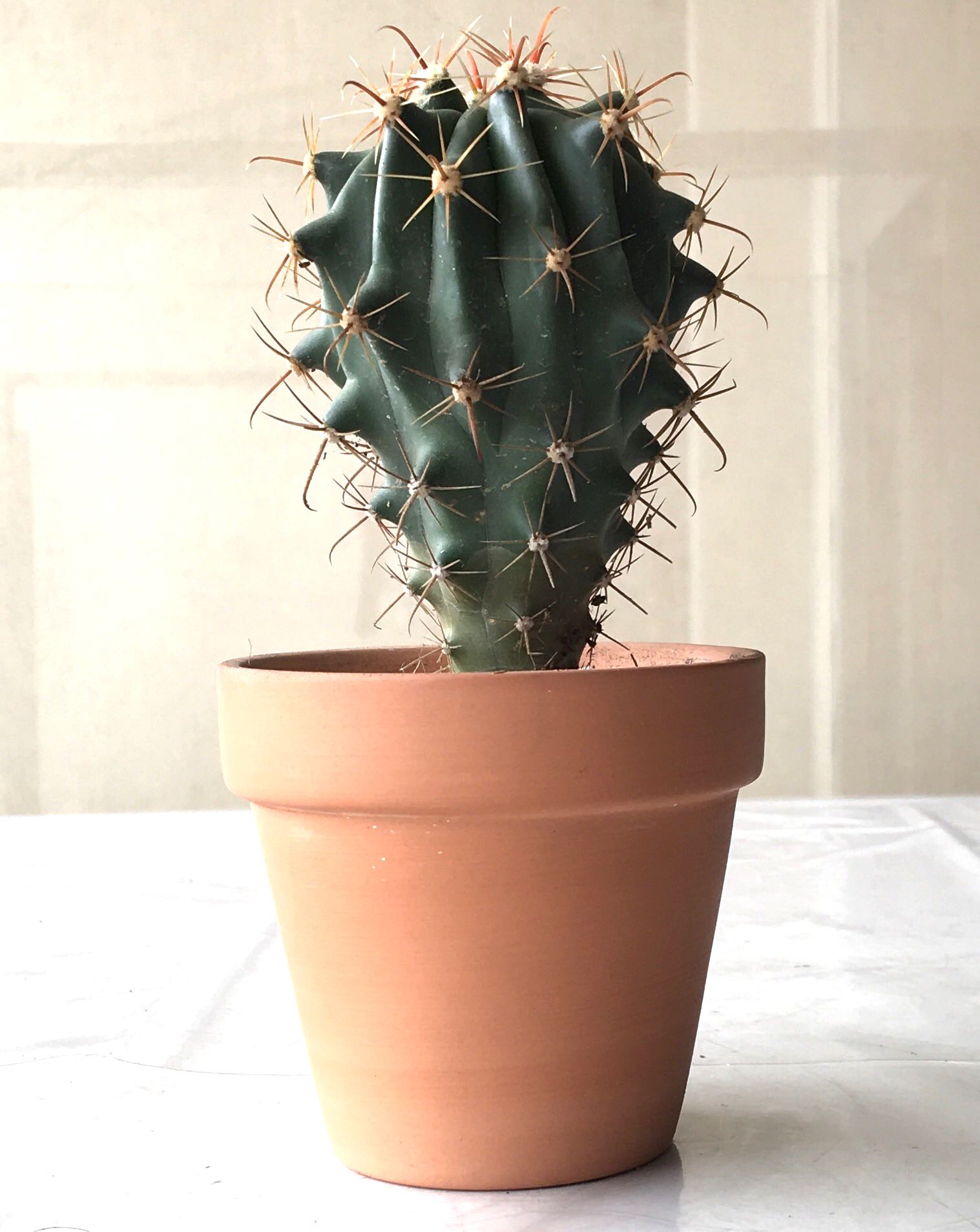 Succulent Ferocactus Glaucescens Gardening Plants On Carousell
