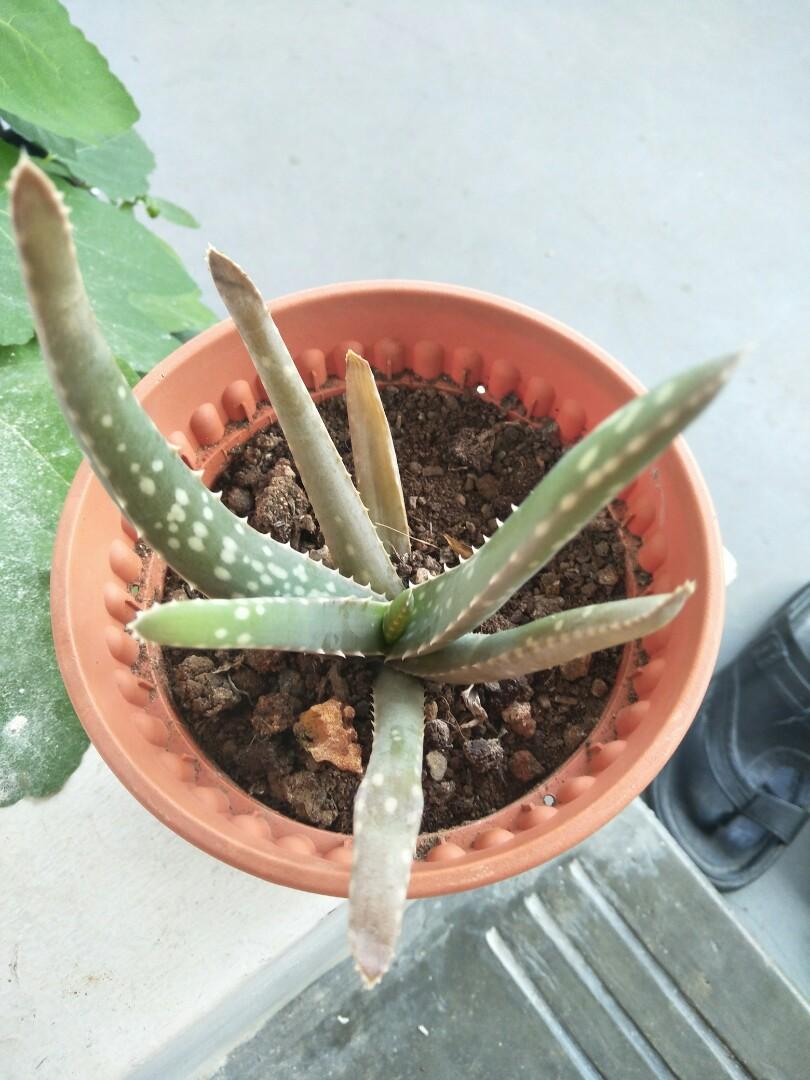 Aloe Vera Plant Gardening Plants On Carousell