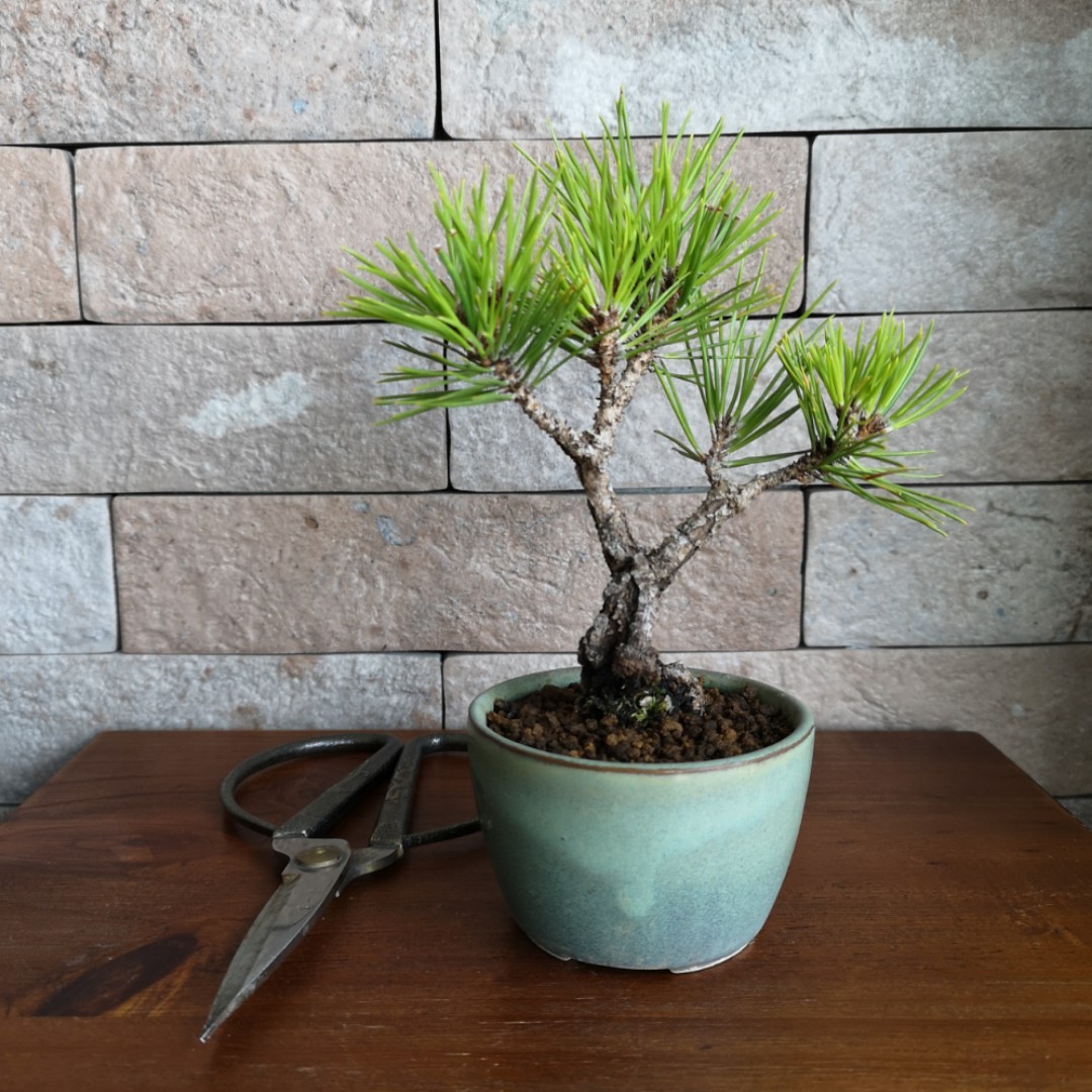 Bonsai Nishikimatsu (Cork bark Japanese black pine), Furniture & Home