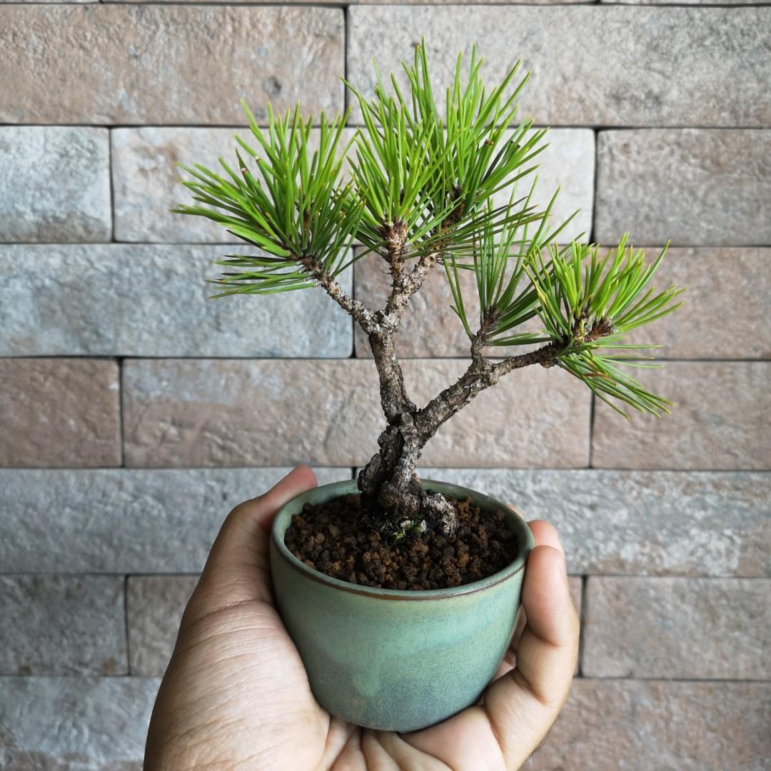 Bonsai Nishikimatsu (Cork bark Japanese black pine), Furniture & Home