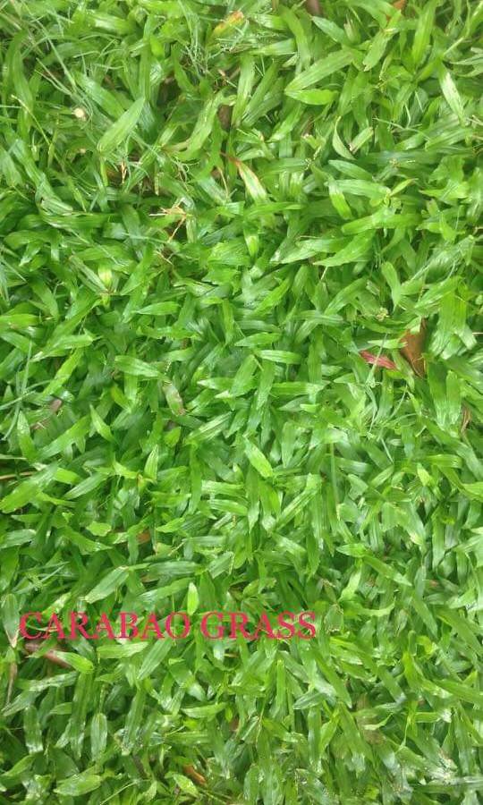Carabao Grass And Frog Grass For Sale Home Furniture Furniture Fixtures Others On Carousell