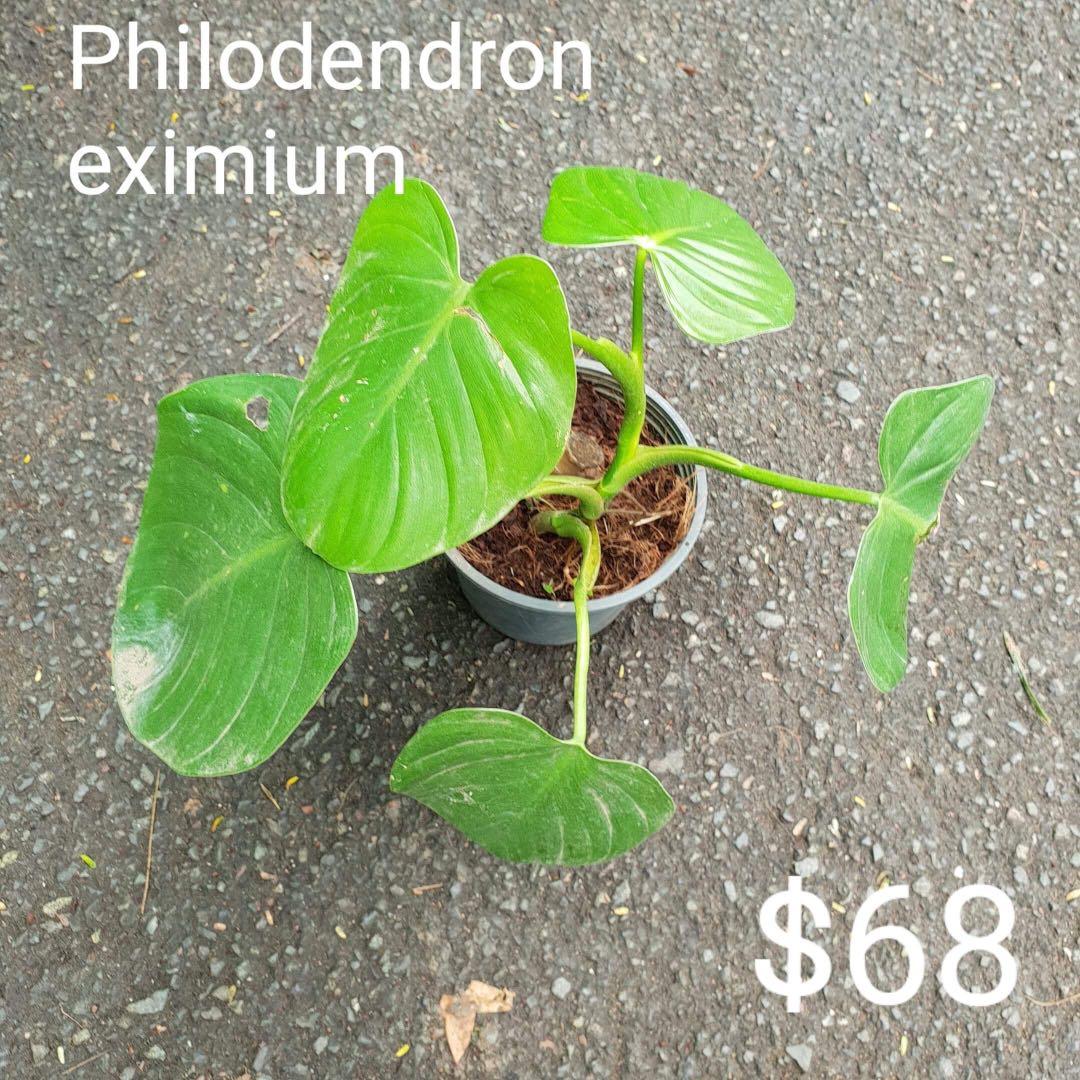 Philodenron Eximium Gardening Plants On Carousell