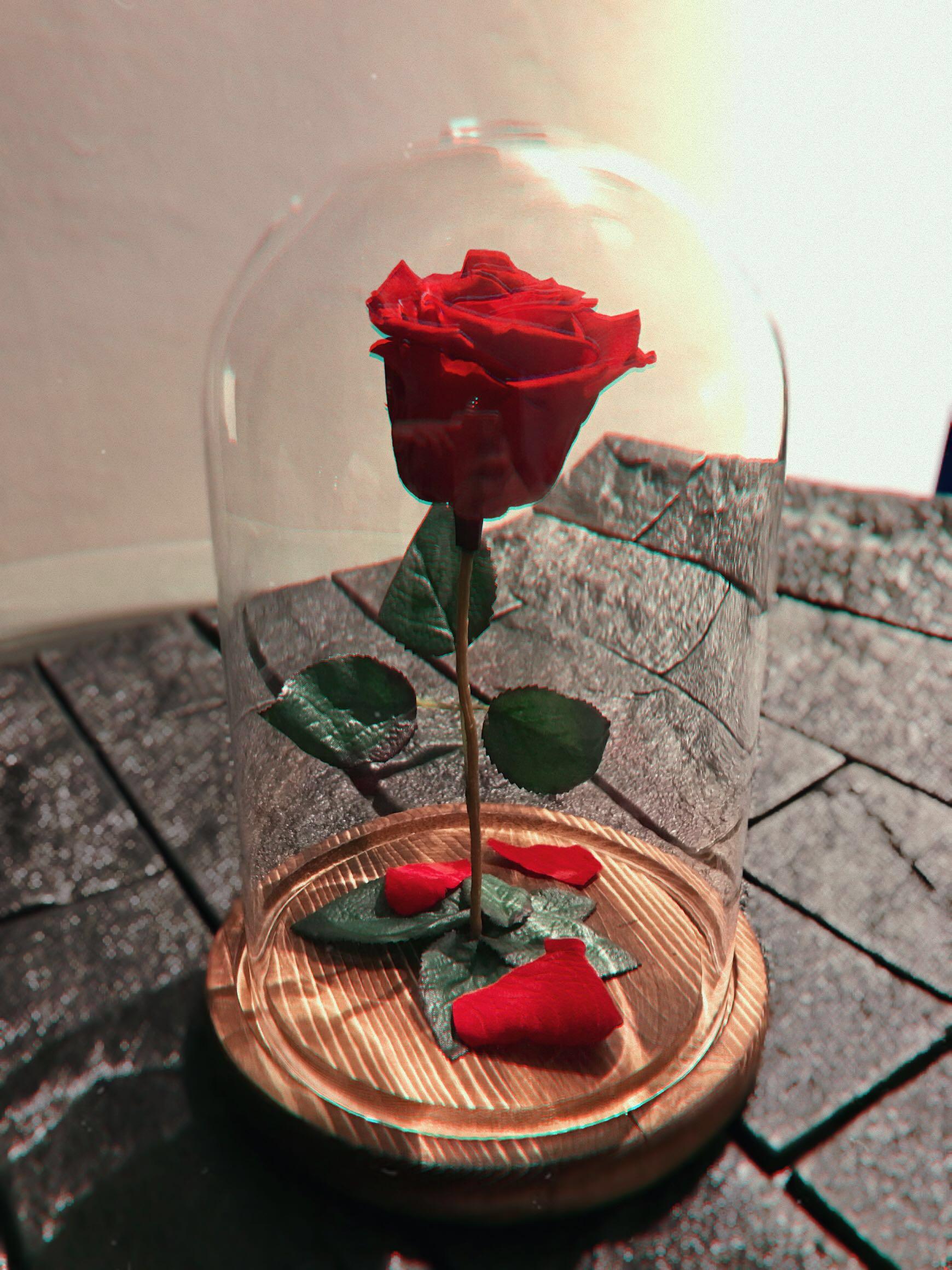 Beauty and the outlet beast rose dome