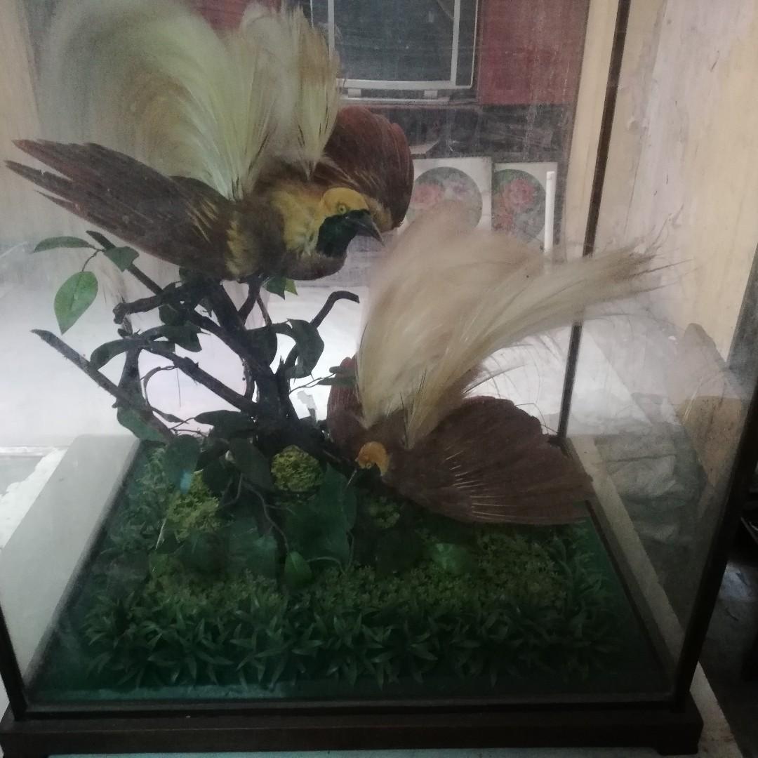 Awetan Burung Cendrawasih Perabotan Rumah Di Carousell