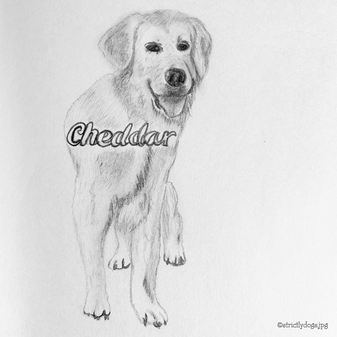 Custom Dog Drawing Perfect For Any Occasion Pet Supplies For