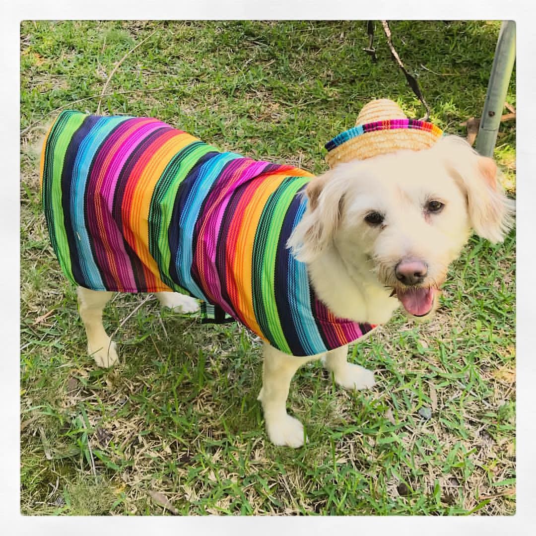 Instock Dog Or Cat Pet Rainbow Mexican Costume With Hat Pet
