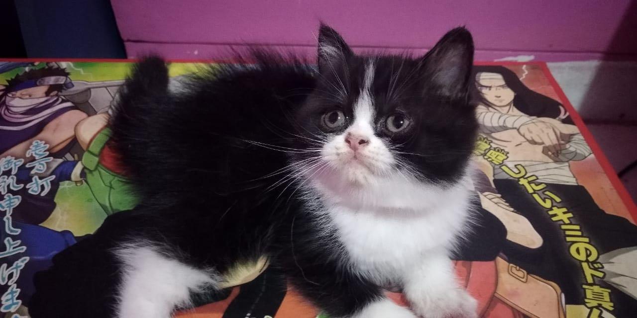 Kitten Persia Exotic Shorthair Everything Else Others On Carousell