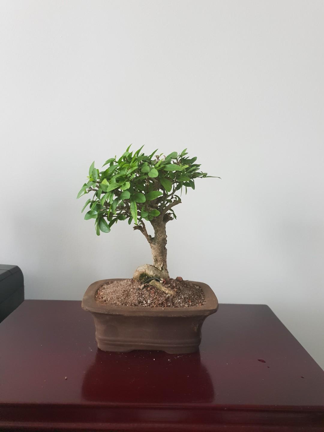 水梅盆栽 思 Furniture Home Living Gardening Plants Seeds On Carousell