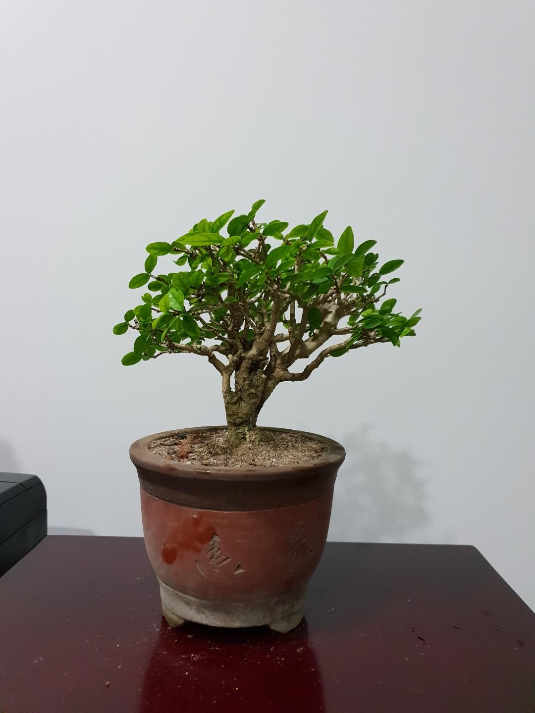 水梅树盆栽 家 Furniture Home Living Gardening Plants Seeds On Carousell