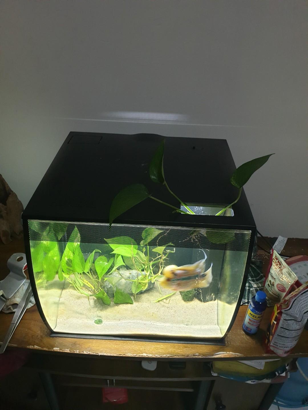 Fluval flex hotsell freshwater kit