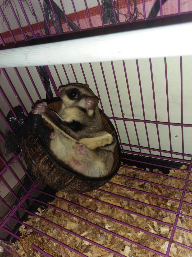 Open Adopt 2 Ekor Sugar Glider Komunitas Di Carousell