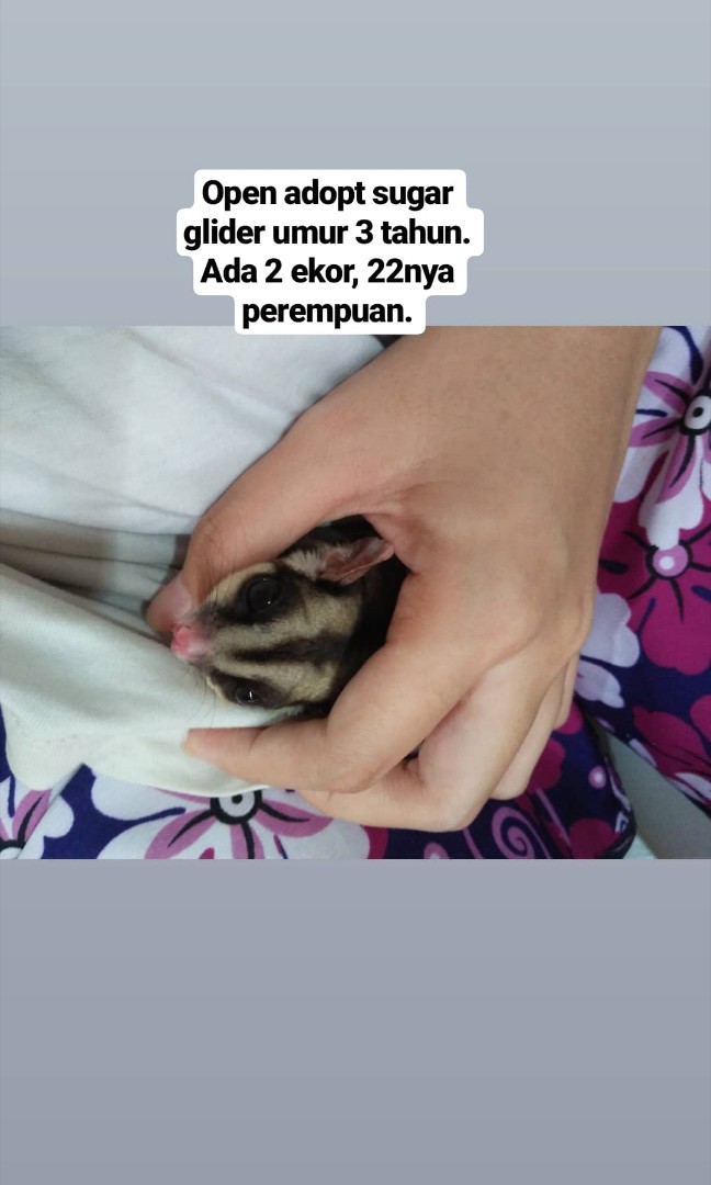 Open Adopt 2 Ekor Sugar Glider Komunitas Di Carousell