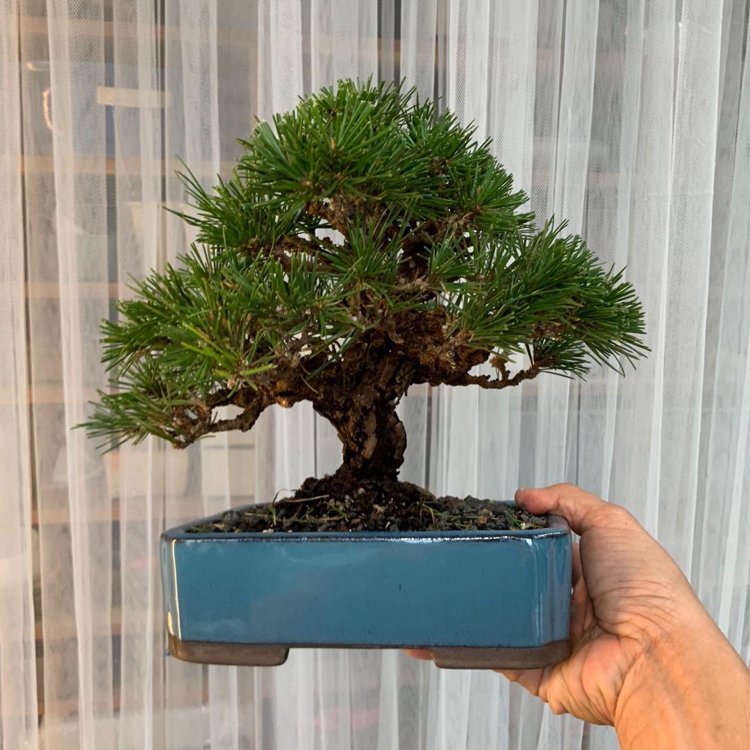 Top Pine Bonsai Tree Acnh in 2023 Check it out now 