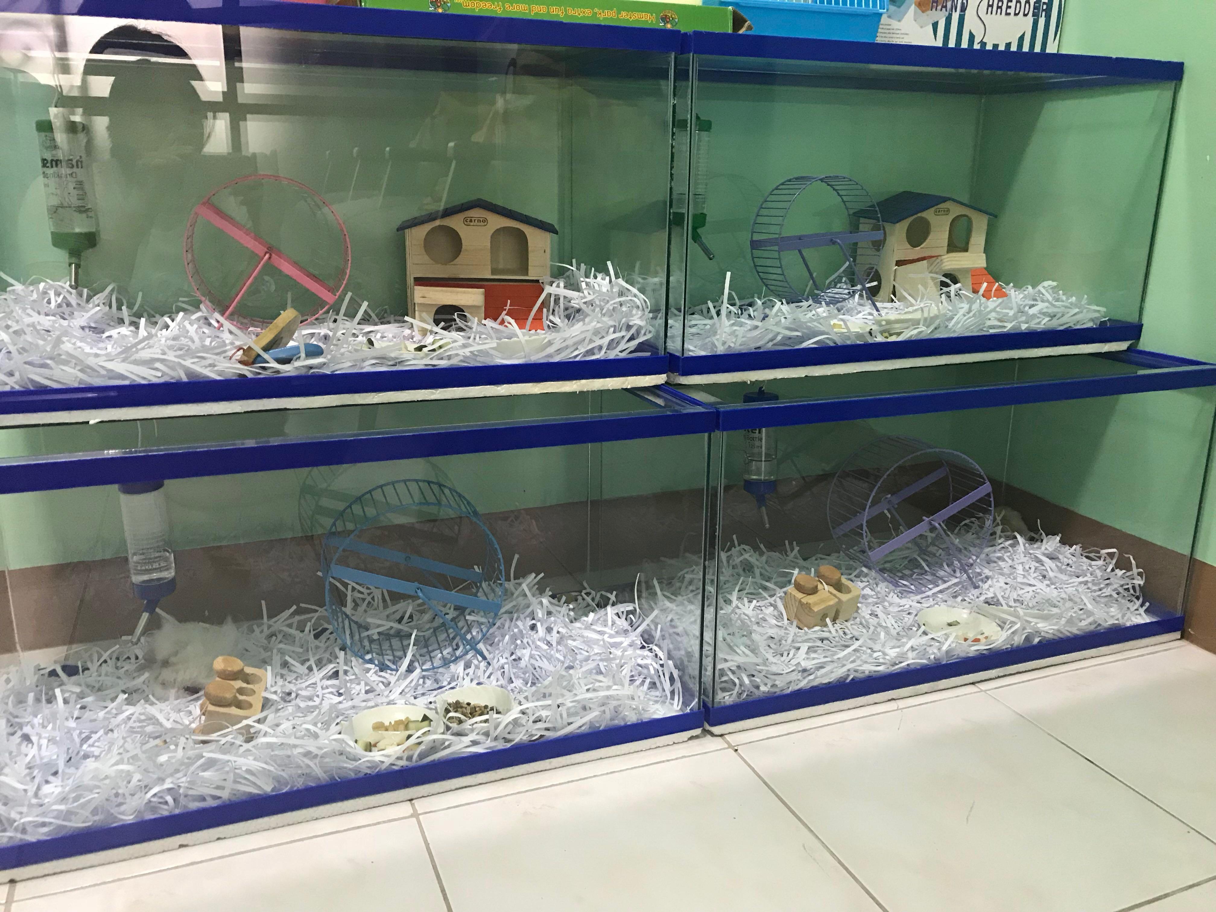Hamster tank | Fish tank, Pets Supplies 