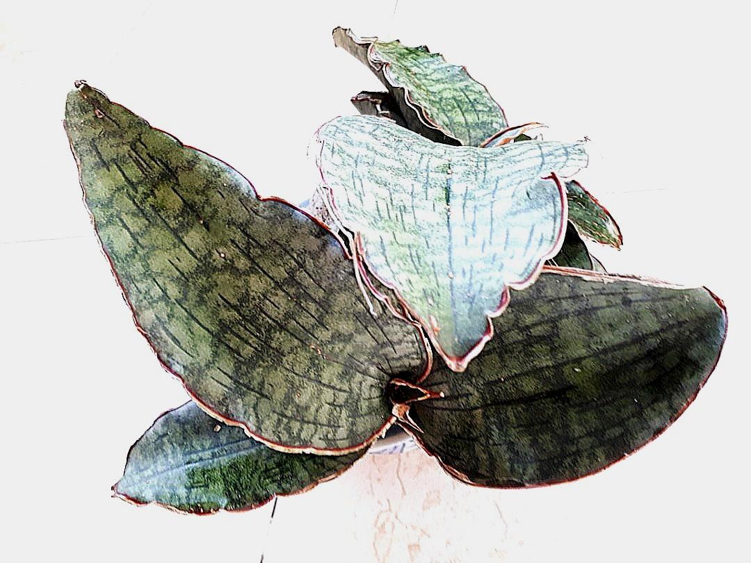 Sansewieria kirkii /'Silberblau/'