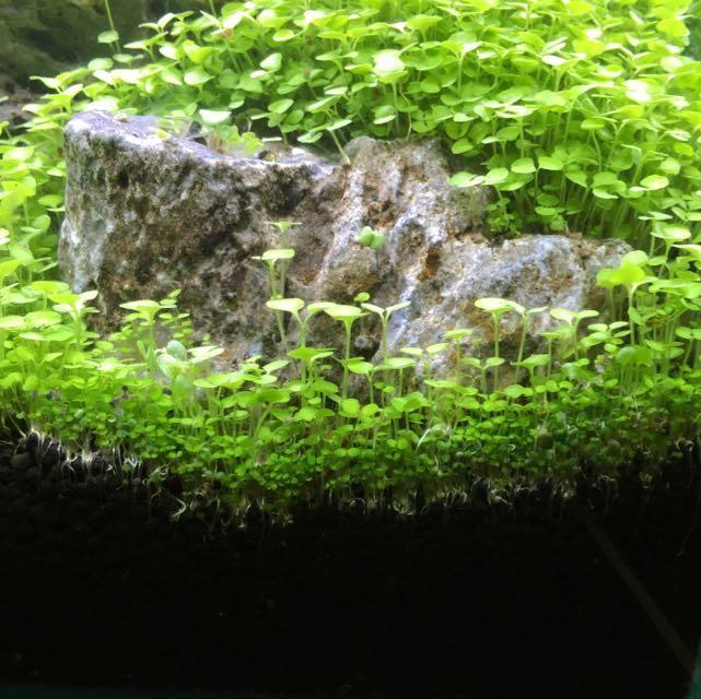 LATEST BATCH! 2 Size carpet grass seed for aquarium & terrarium, Pet