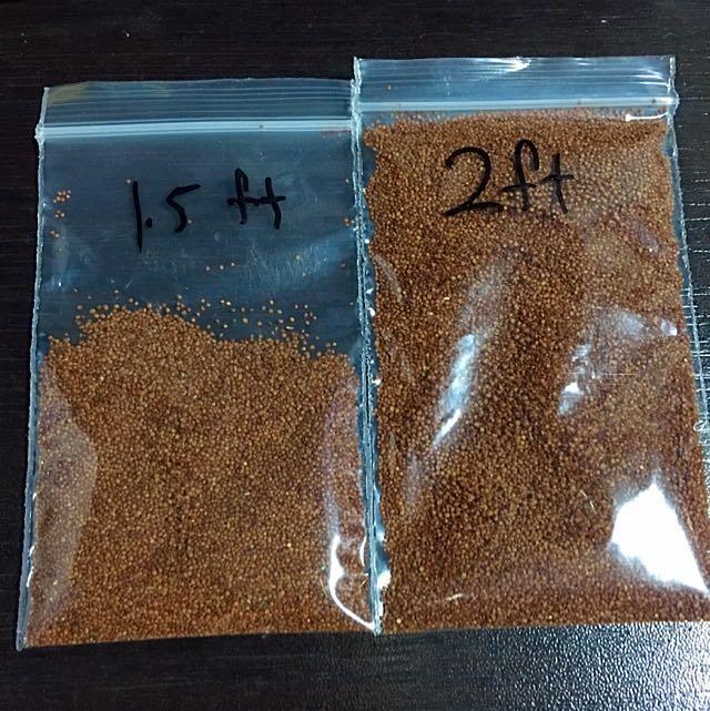 LATEST BATCH! 2 Size carpet grass seed for aquarium & terrarium, Pet