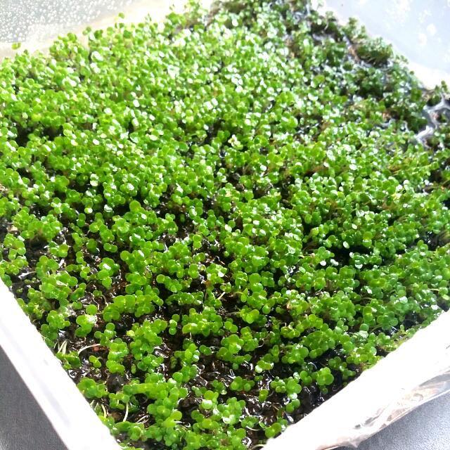 Carpet Plants That Don T Need Co2 Carpet Vidalondon