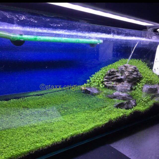 UPGRADED 2 sizes carpet grass seeds for aquarium and terrarium, Pet