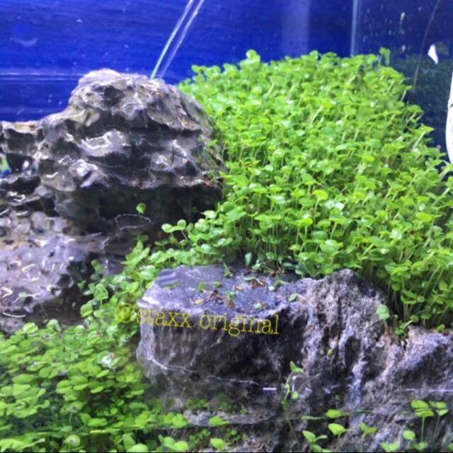 UPGRADED 2 sizes carpet grass seeds for aquarium and terrarium, Pet