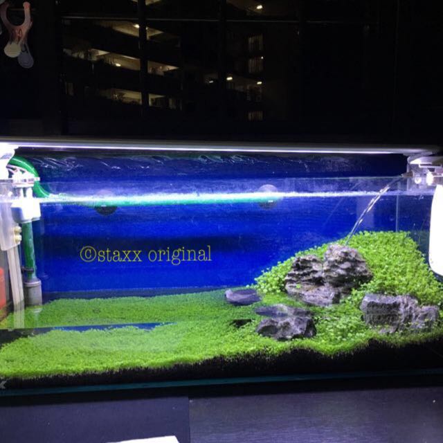 106 Desain Aquarium Guppy Gratis Terbaru