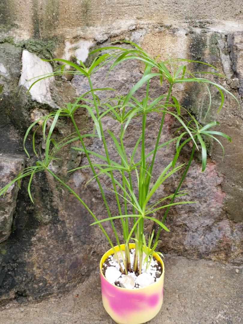 順風順水風車草加油風車草年年都有機會中金多寶 傢俬 家居 Gardening Plants Carousell