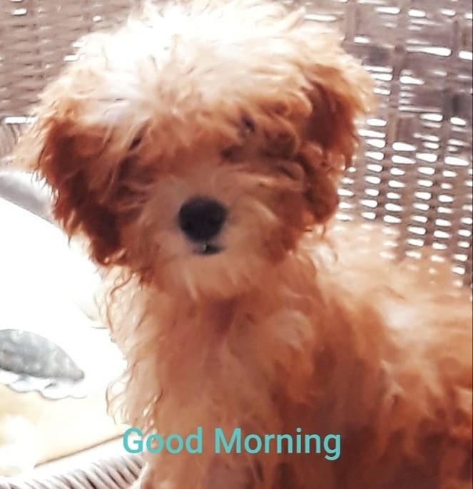Anak Anjing Pudel Red Toy Poodle Puppy Cny2019 Pet Supplies