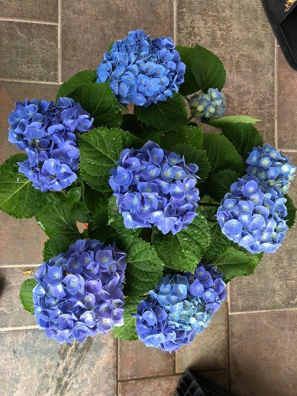 Chinese New Year Hydrangea Gardening Plants On Carousell