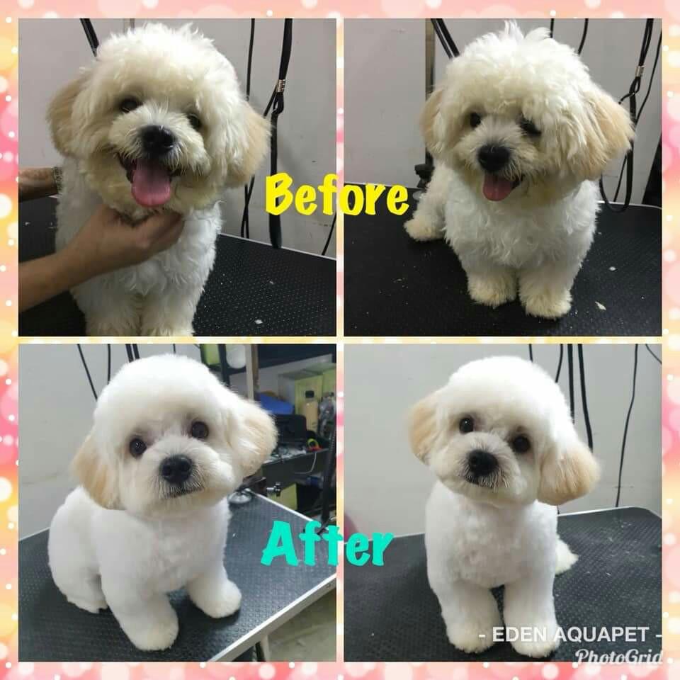 pets at home dog clipping