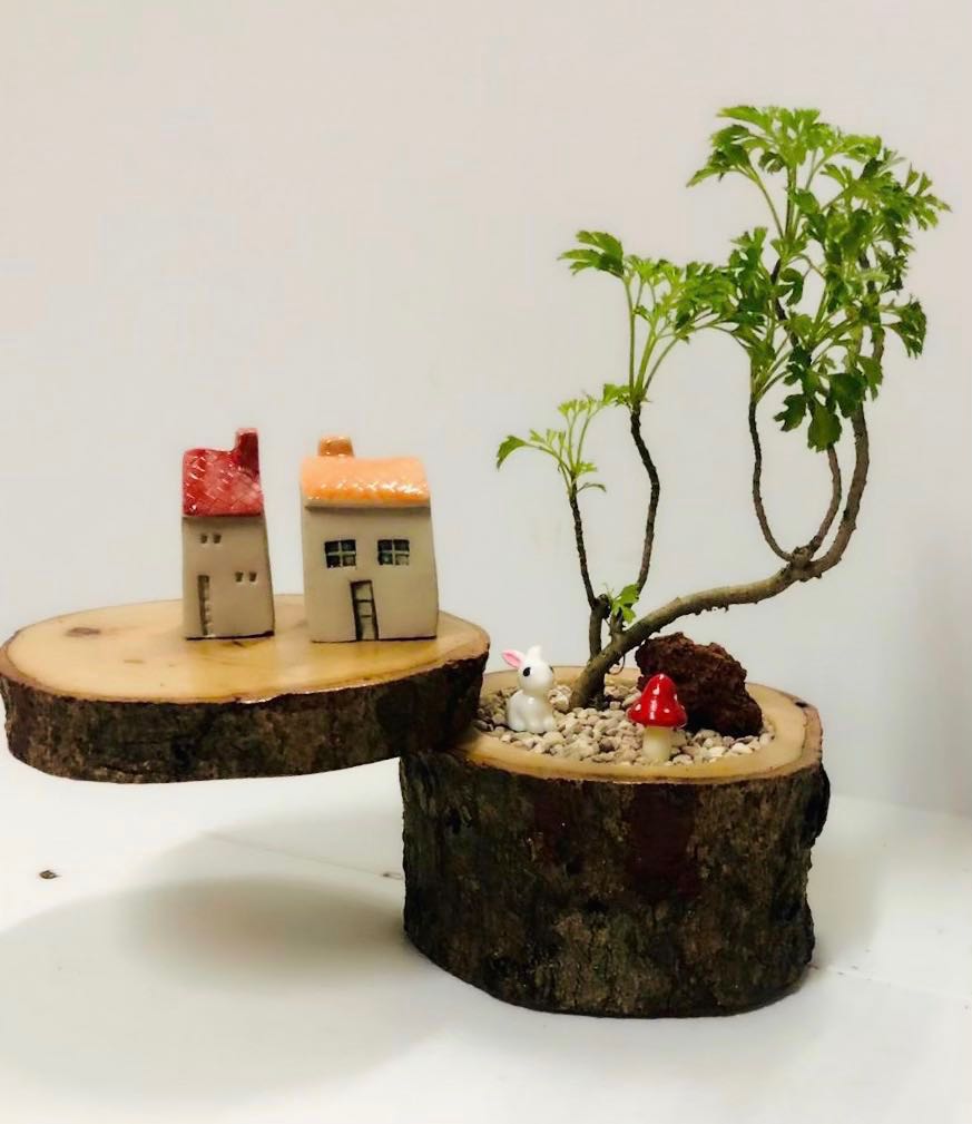 Mini bonsai with mango wood, Gardening, Gardening Tools & Ornaments on  Carousell