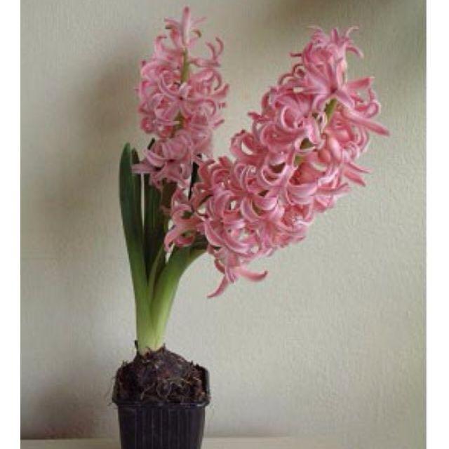 Hyacinth For Chinese New Year Gardening Plants On Carousell