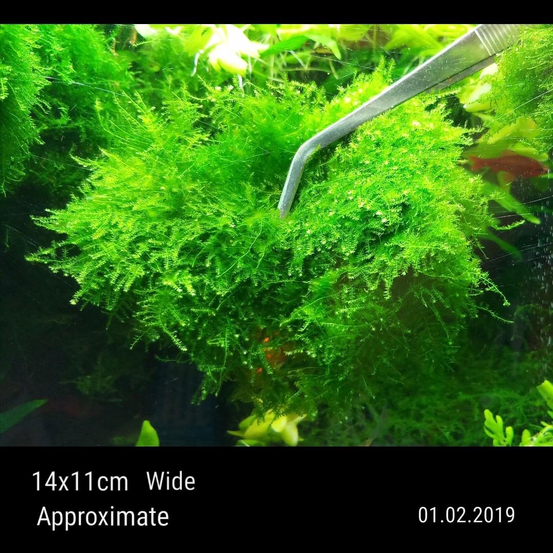 Lush Highgrade Christmas Moss Is Not Genuine Anchor Moss Patch For Shrimp Tank Planted Aquarium Bonsai Tree Healthy N Beautiful Hard To Find No Chemical N Fertilizer Safe For Shrimps Super Sales Reserved
