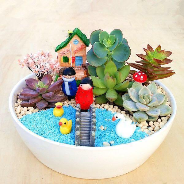 mini Succulent Collection - Mini cactus & succulent Trio — Sweet Blooms  Atelier