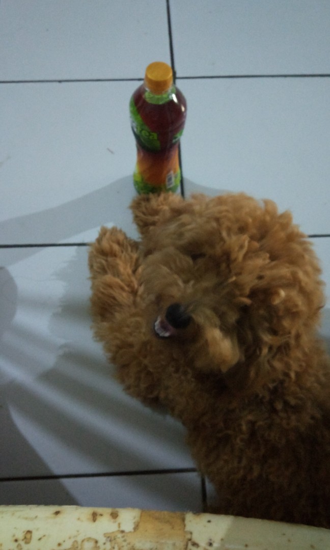 Di Jual Anjing Poodle Pet Supplies Accessories On Carousell