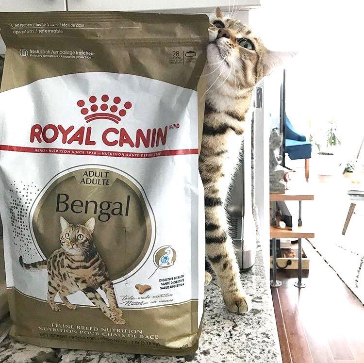 royal canin bengal kitten food