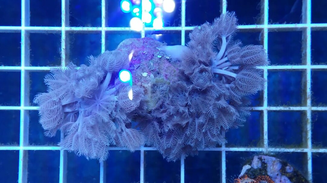 Pulsing Xenia, Furniture & Home Living, Gardening, Plants & Seeds on