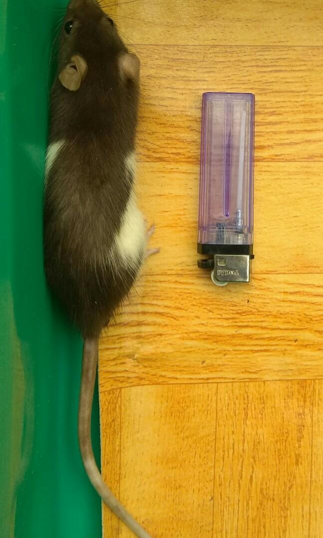 Jual Tikus Putih Jenis Rat Dan Mencit Pet Supplies Food On Carousell