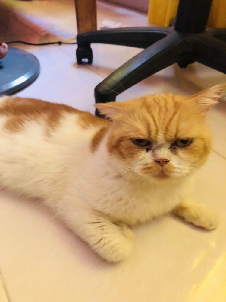 Short Hair Persian Cat Everything Else On Carousell