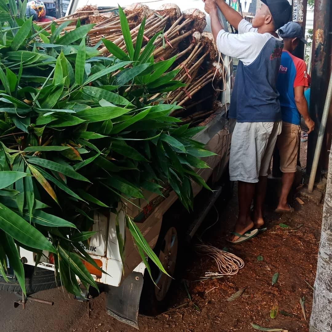 Distributor Bambu Kuning Tuk Taman Rumah Maupun Kantor Home