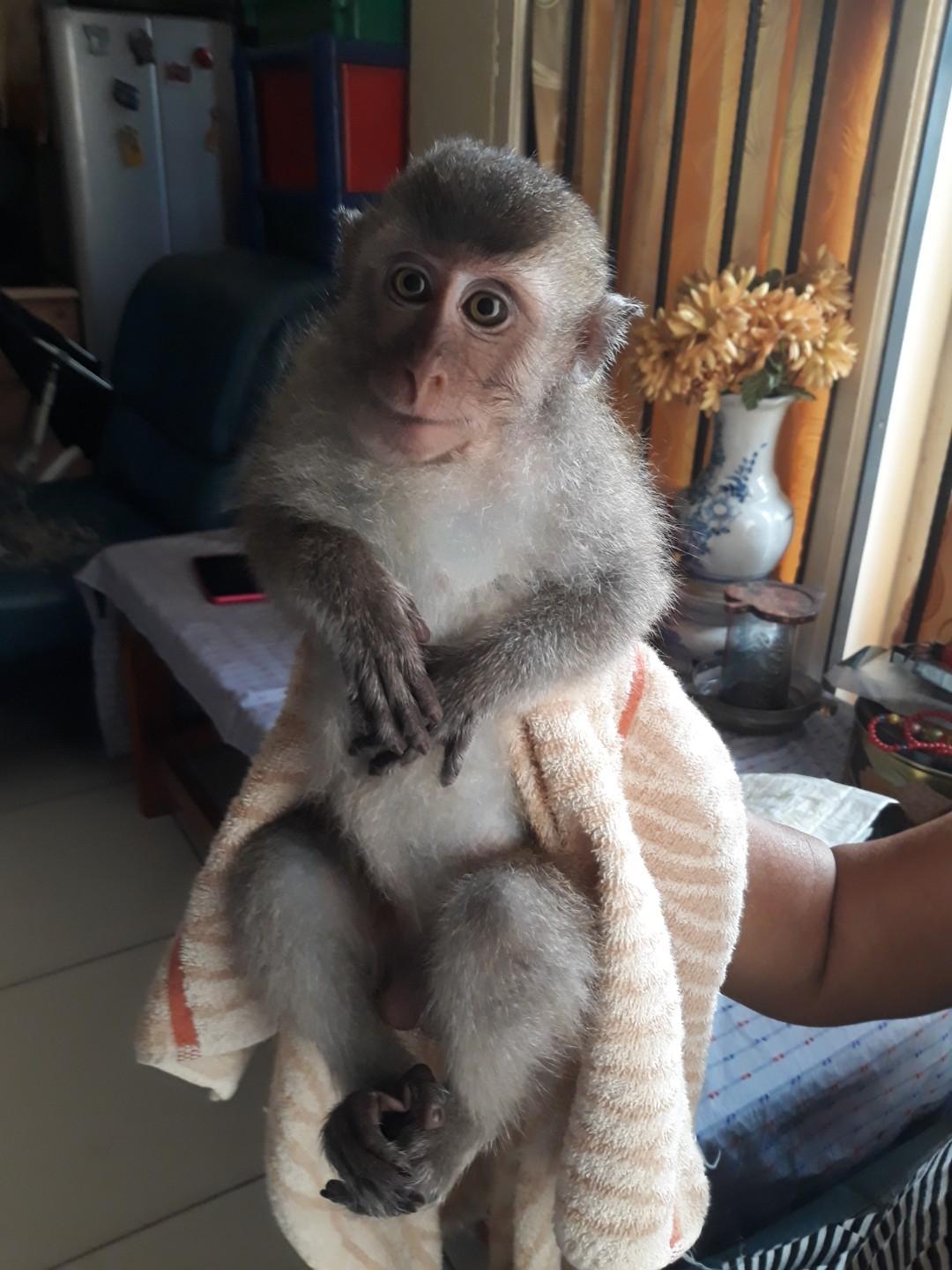 Monyet Pantai Jepang Jinak Dan Lucu