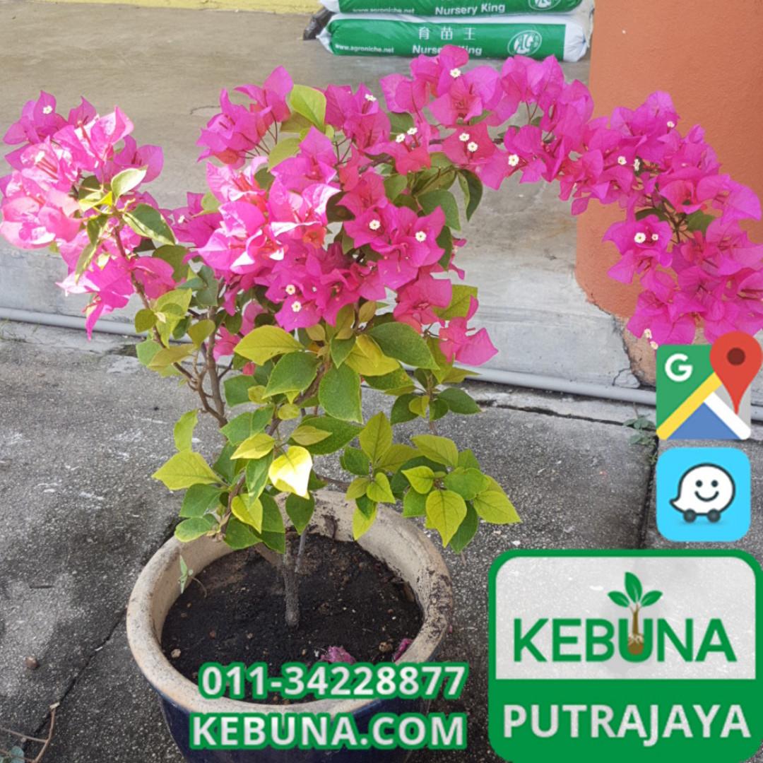 Baja Bio Organik Putrajaya Daun Bunga Organic Plant Fertilizer Fertiliser Home Furniture Gardening On Carousell