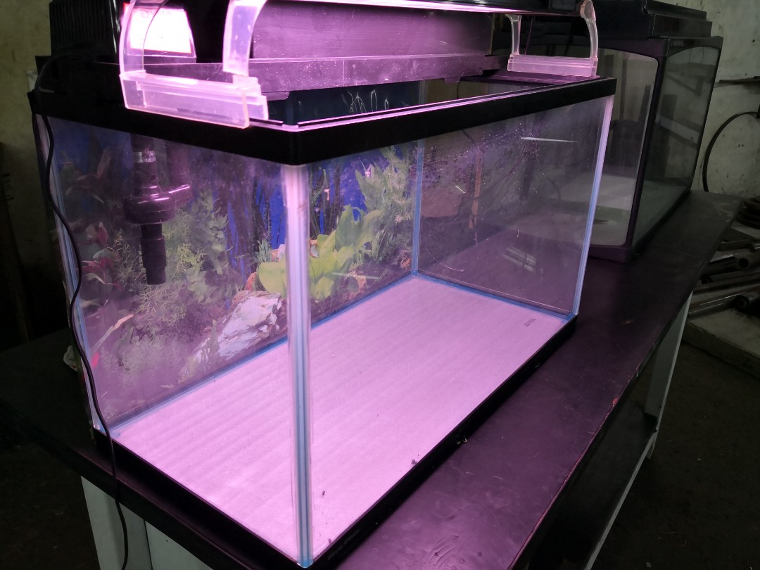 Fish Tank, Pet Supplies, Homes & Other Pet Accessories on Carousell