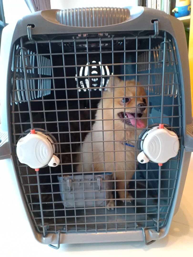Dogit pet best sale cargo